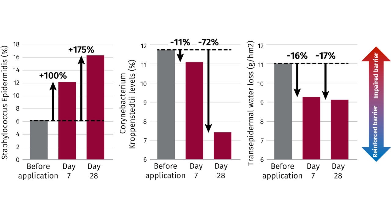 As our graphs show, SYN-UP® was found to boost Staphylococcus Epidermidis levels by up to 175% and reduce Corynebacterium Kroppenstedtii levels by up to 72% while simultaneously providing a reinforced skin barrier.