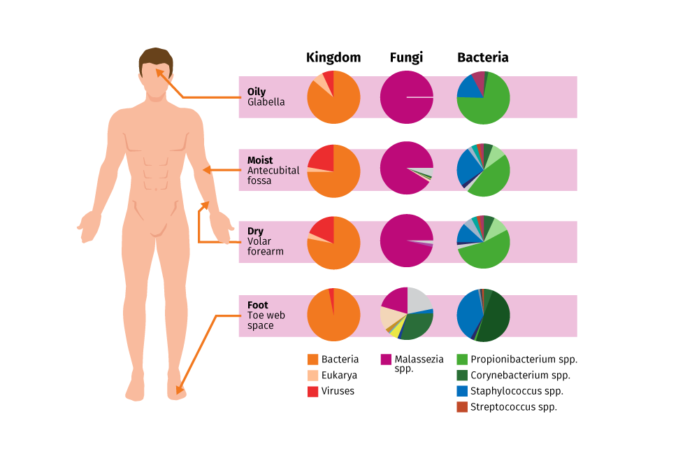 Fig. 1 | The skin microbiome. The diverse community of microorganisms that live on the surface of our skin – including bacteria, fungi– and its interactions. Bacteria are the most abundant microorganisms on the skin, but bacterial composition will differ depending on factors such as body site (moist, dry or oily skin conditions) and age. 