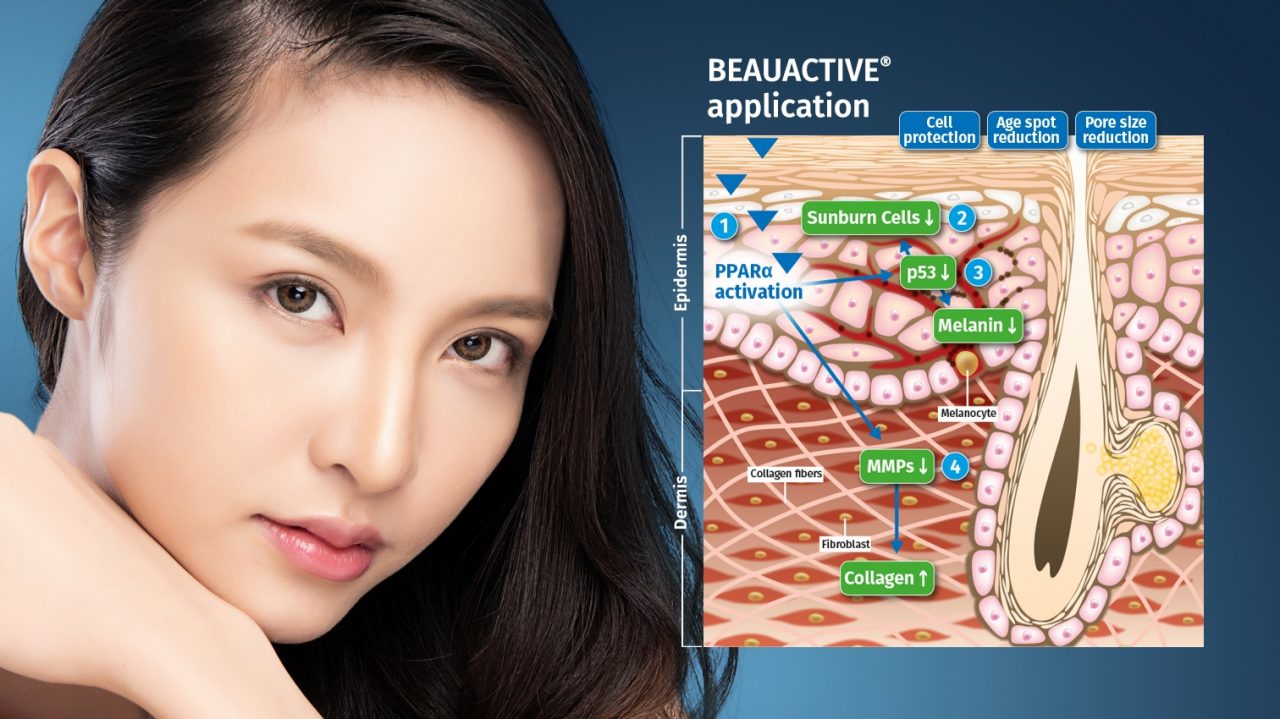 The mode of action of the natural skin care ingredient BEAUACTIVE®
