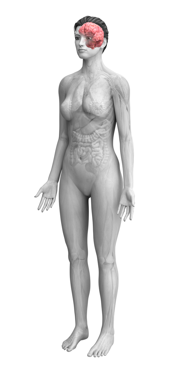 female anatomy with brain highlighted