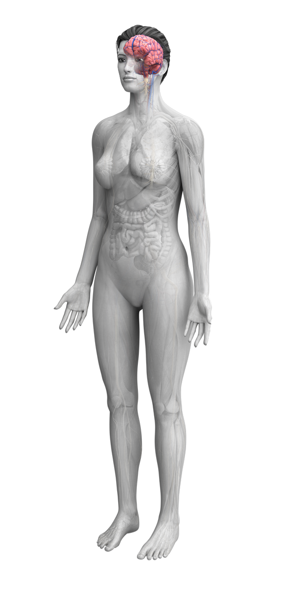 female anatomy with cerebral arteries highlighted