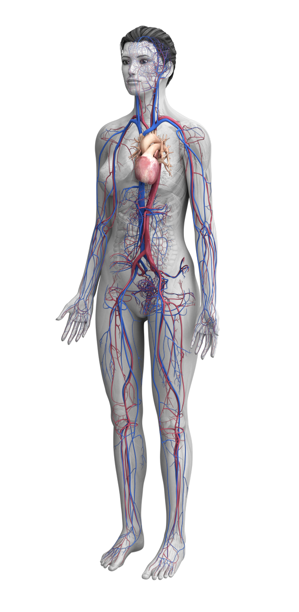 female anatomy