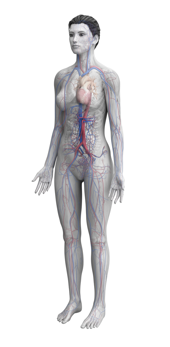 female anatomy with muscular skeletal system highlighted