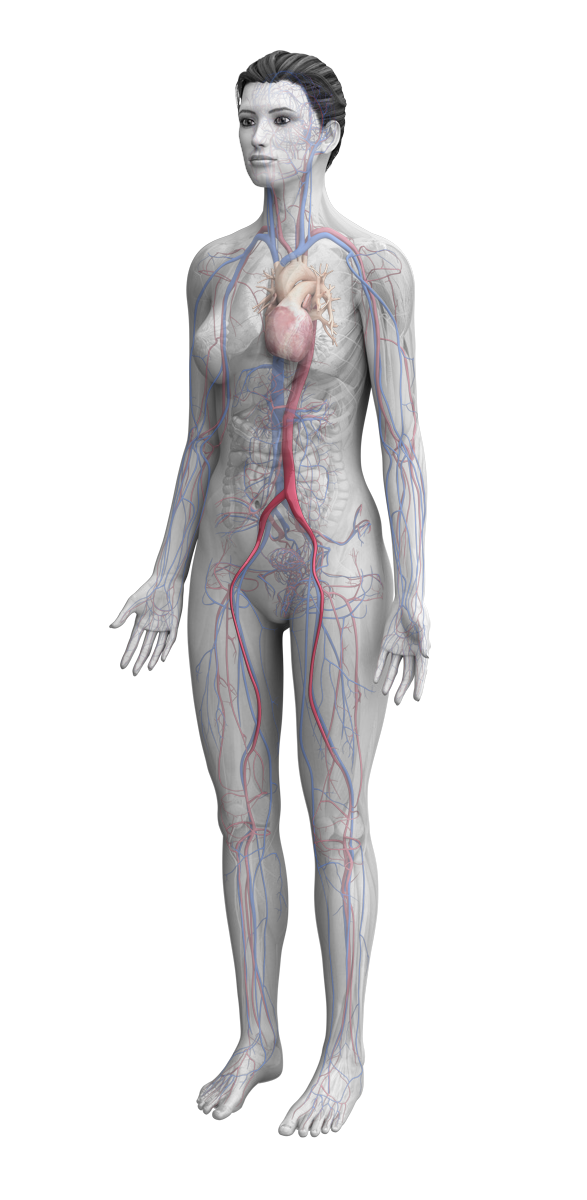 female anatomy with femoral arterial puncture site highlighted
