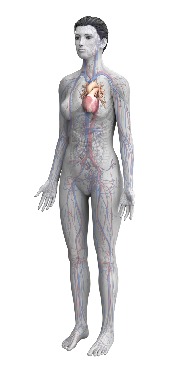 female anatomy with heart highlighted