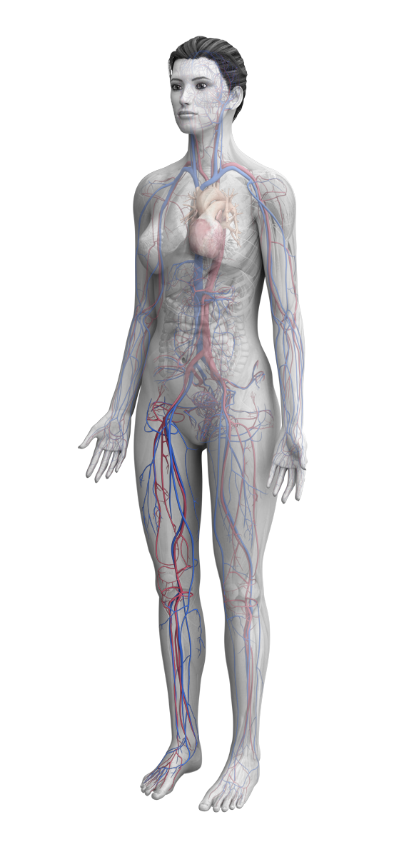 female anatomy with muscular skeletal system highlighted
