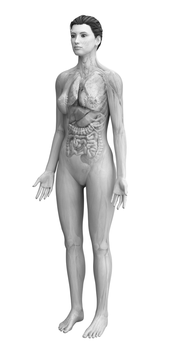 female anatomy