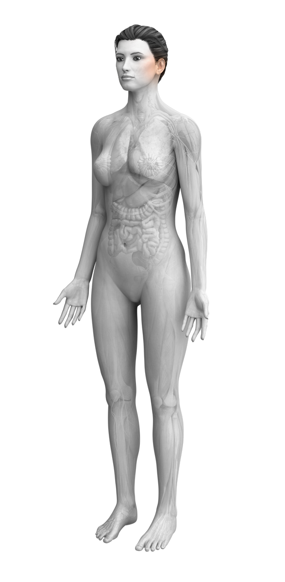 female anatomy with ears highlighted