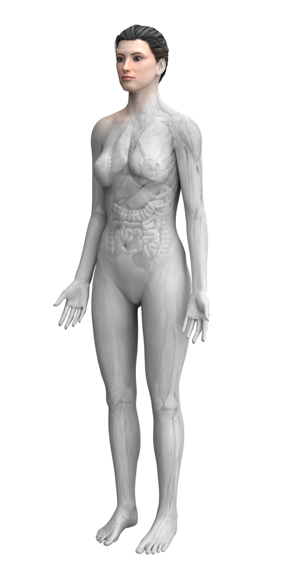 female anatomy with face highlighted