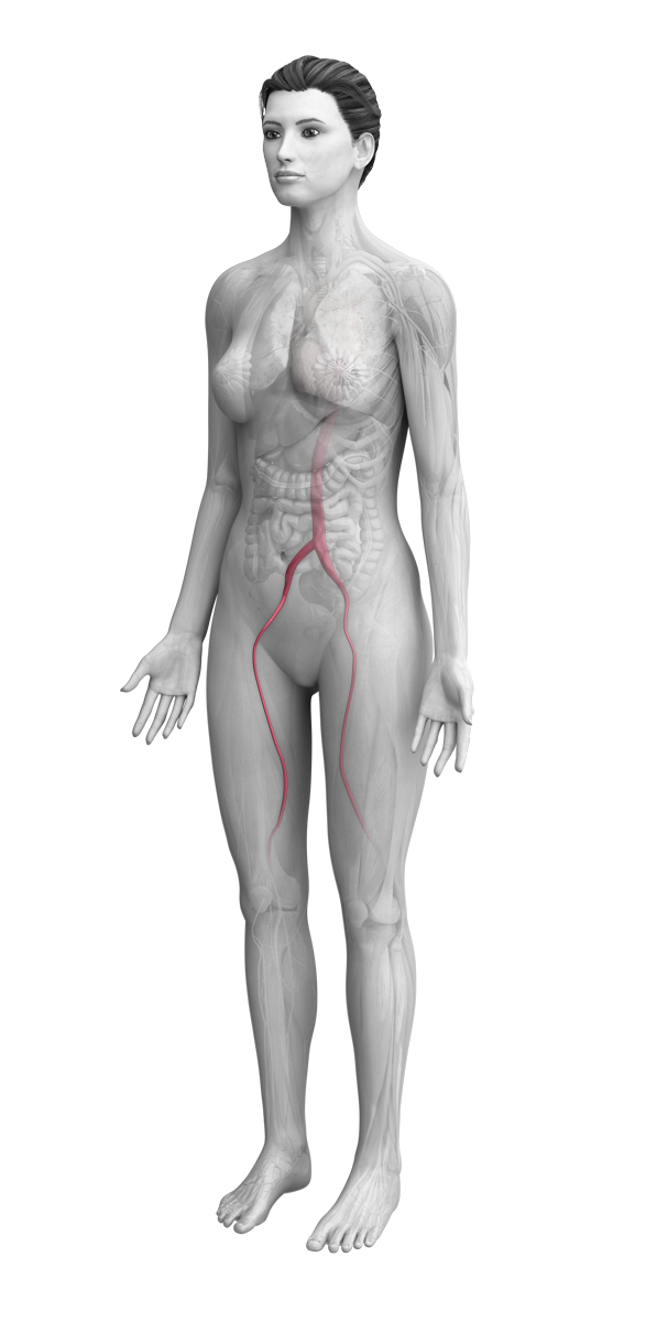 female anatomy with muscular skeletal system highlighted