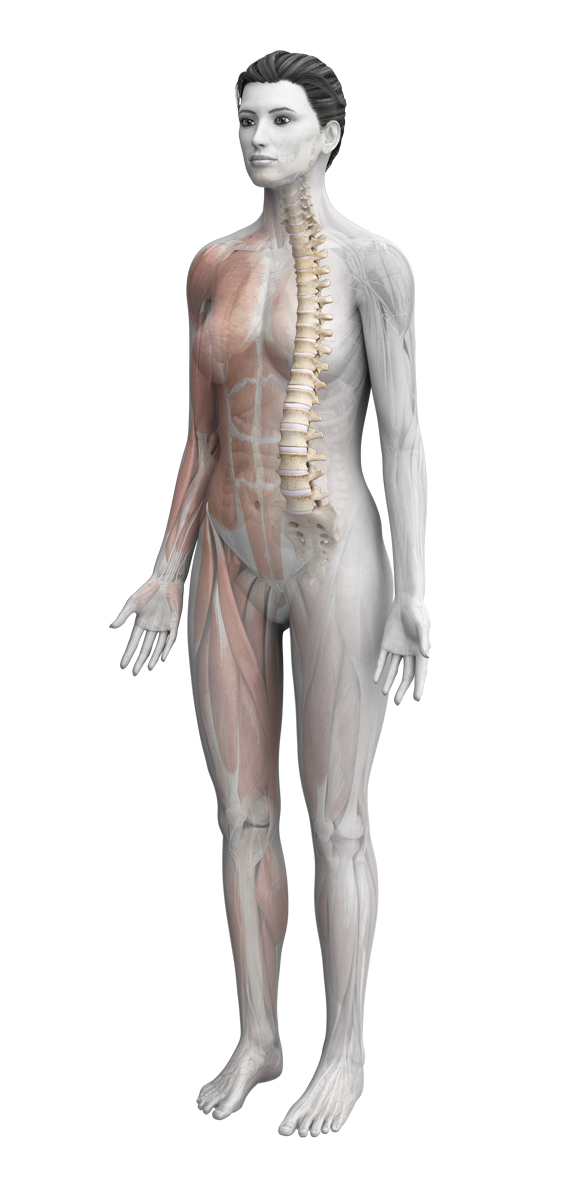 female anatomy with spine highlighted