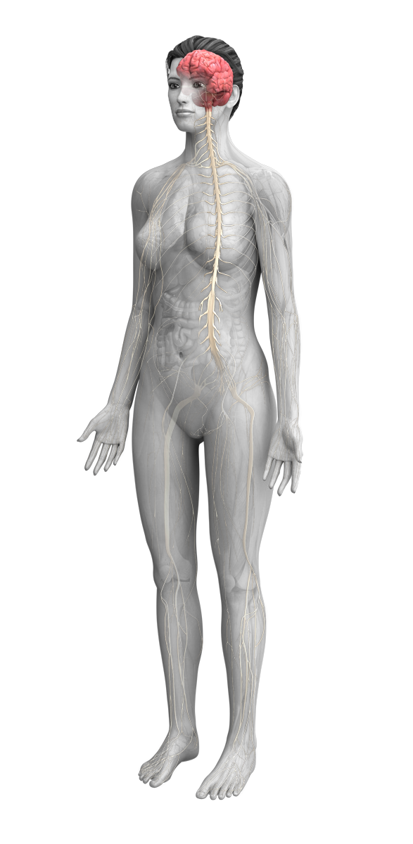 female anatomy with sacral nerve highlighted