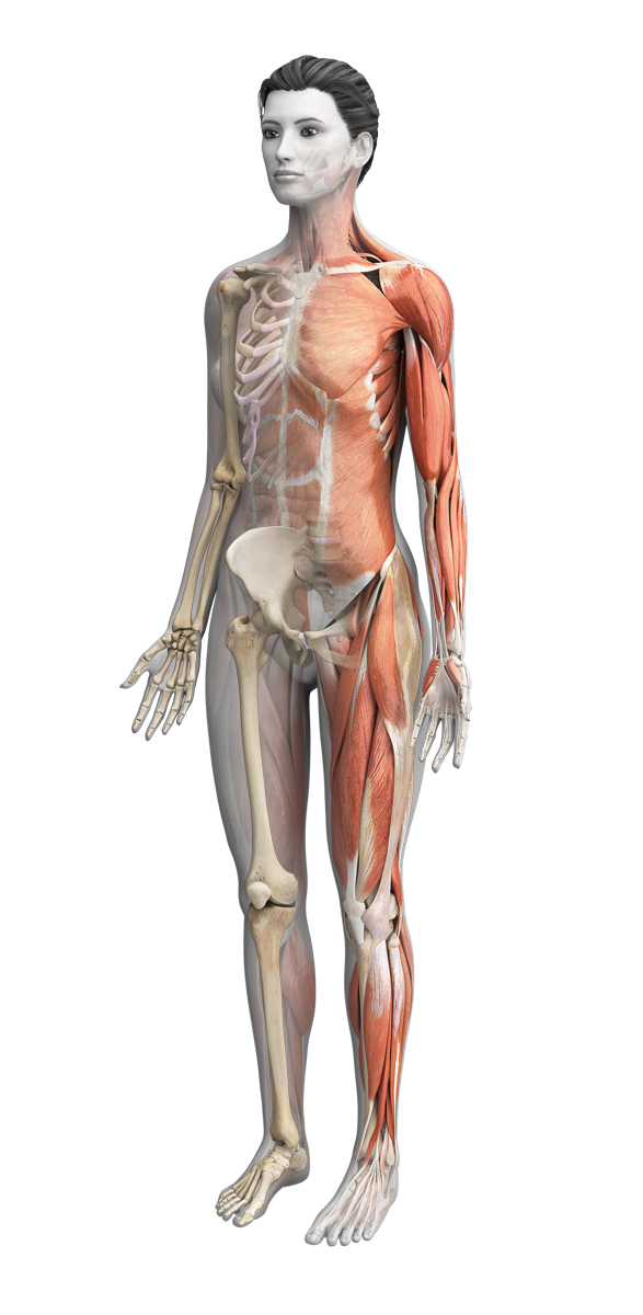 female anatomy with muscular skeletal system highlighted