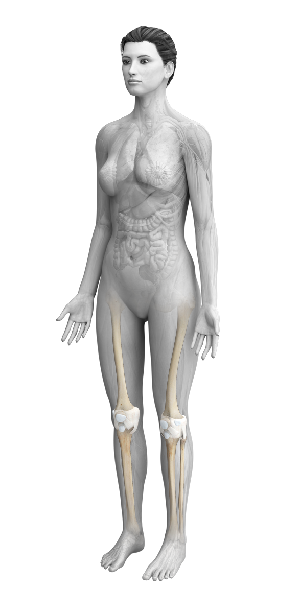 female anatomy with meniscus highlighted