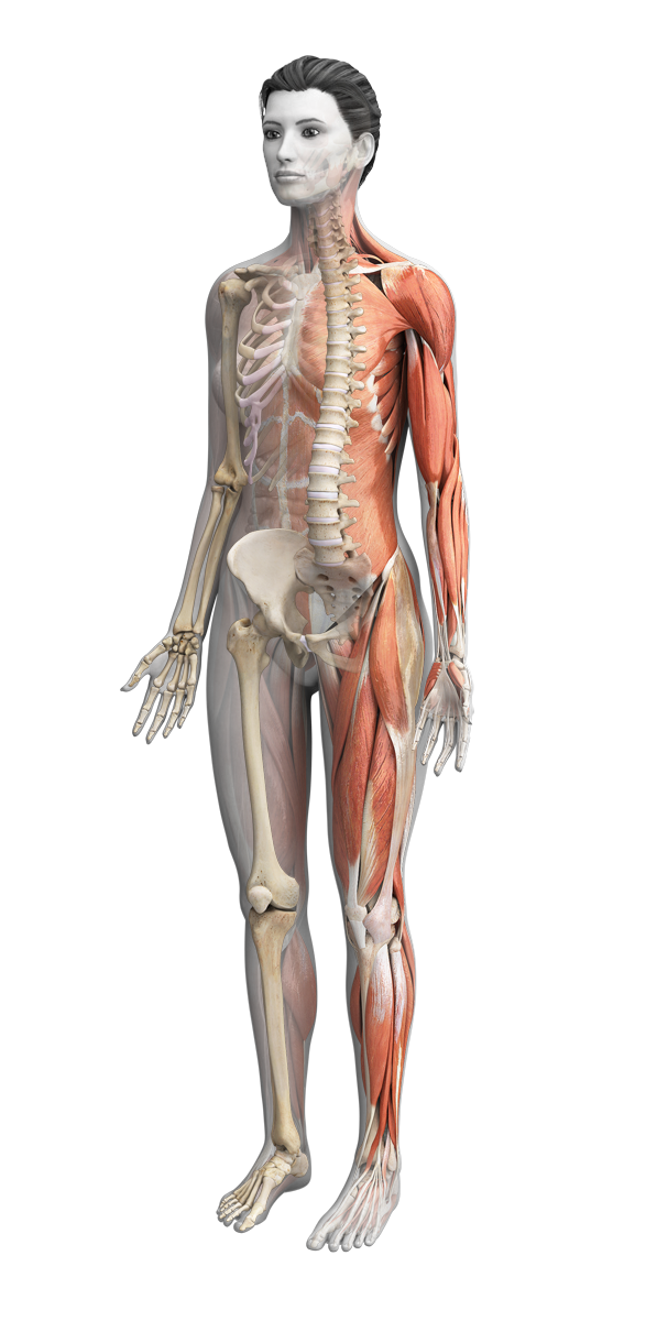 female anatomy with spine highlighted