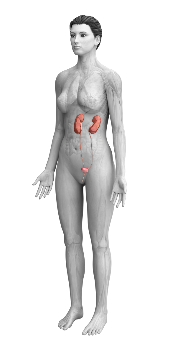 female anatomy with urethra highlighted