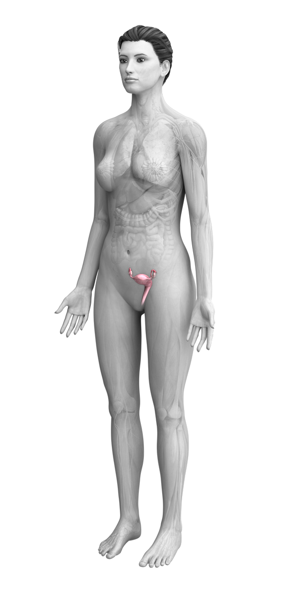 female anatomy with uterus highlighted