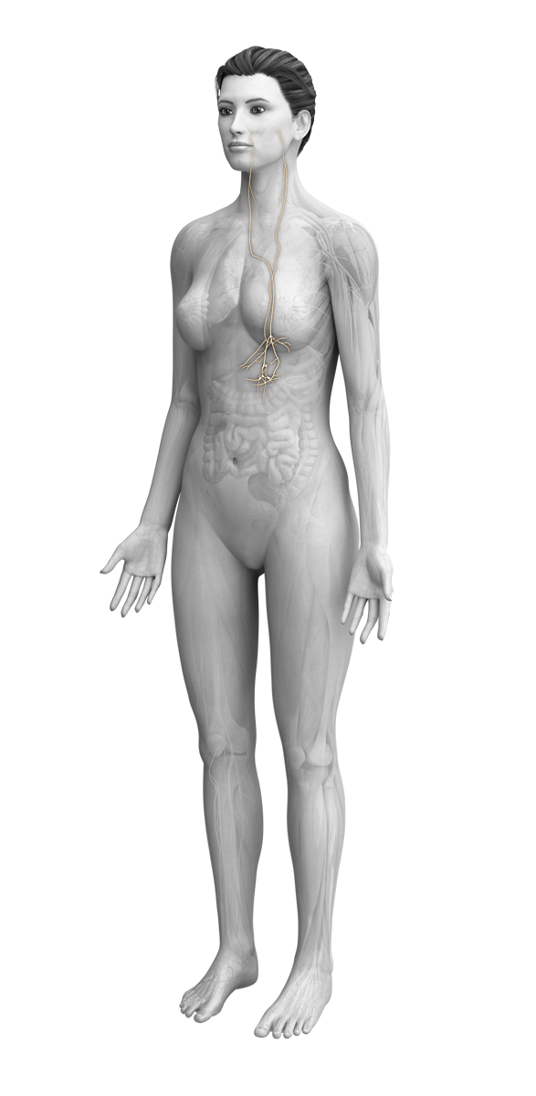 female anatomy with vagus nerve highlighted