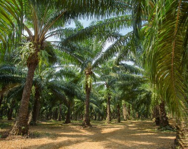 Palm oil