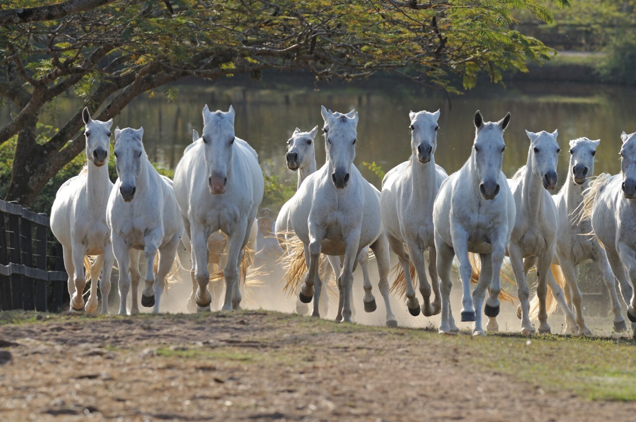 Cavalgadas Chegando O Seu Cavalo Esta Pronto