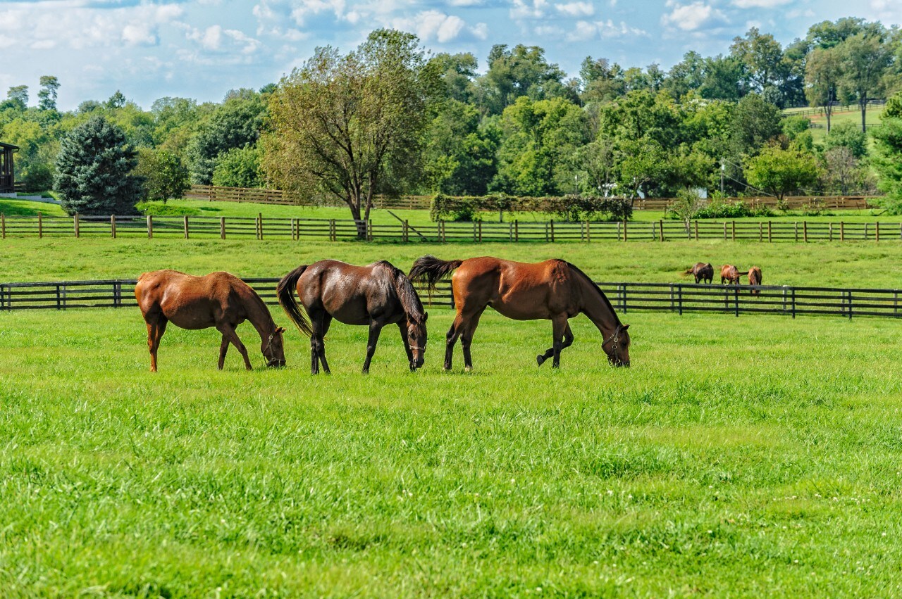 Thoroughbreds grazing on horse farm