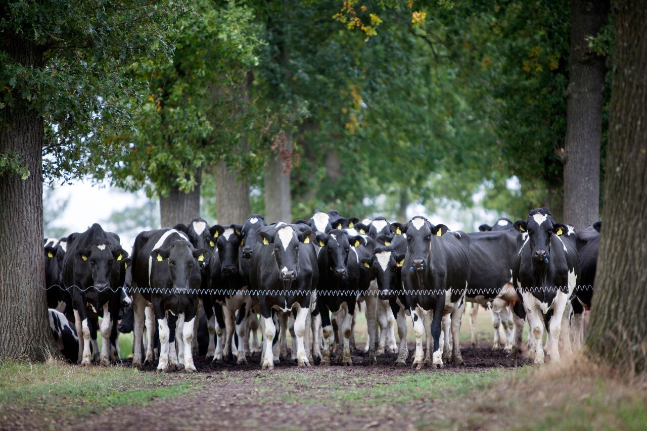 black and white cows closeup in field between trees in the dutch province of utrecht