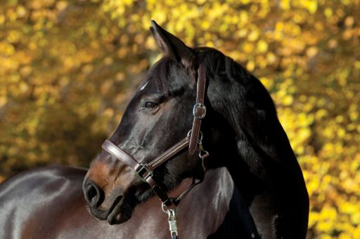 500481412 brown horse portrait on meadow with yellow autumn leaves in background
