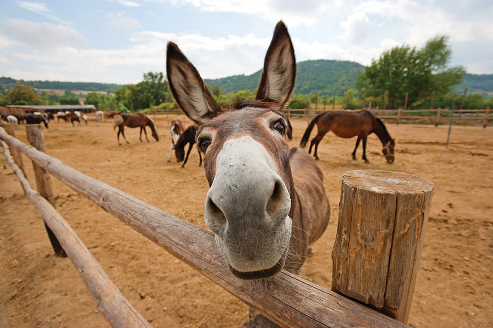 Funny donkey at the farm